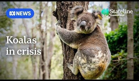 Queensland Court Ruling Emphasizes Koala Habitat Size Importance